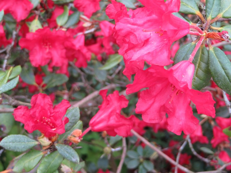 rhododendron inpiditum (2)